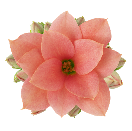 KALANCHOE RF SIGRID 10,5Ø Ø10.5