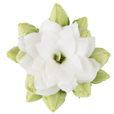 KALANCHOE R.F  VITA  6CM Ø6