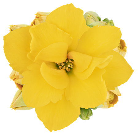 KALANCHOE R.F  SHELBY  6CM Ø6