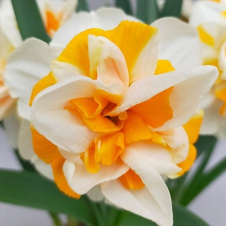 NARCISSUS PEACH SWIRL 11Ø Ø11