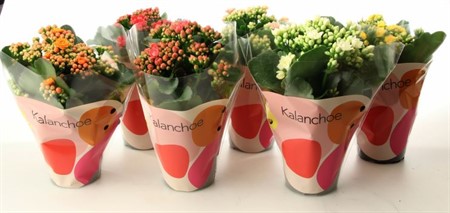 KALANCHOE A2 10,5Ø Ø10.5