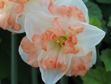 NARCISSUS CASSANOVA 11Ø Ø11