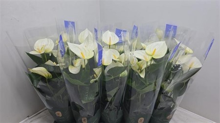 Anthurium Karma White Ø12 H=43 4+ BLM
