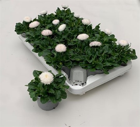 Bellis perennis grootbloemig Roggli White Ø10,5 H=10 STAD 2-3