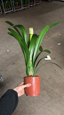 Clivia miniata Yellow Star Ø13 H=60