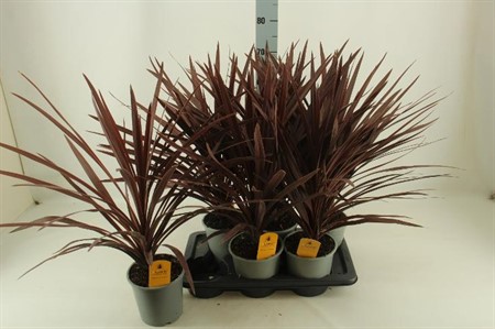 Cordyline australis Red Star Ø17 H=75