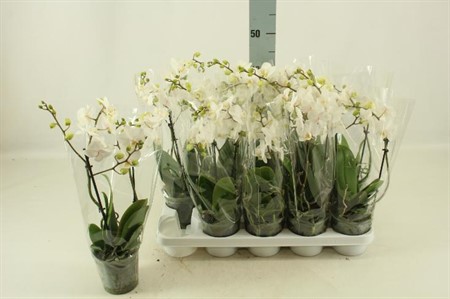 Phalaenopsis vit multiflora KLIPP Ø12 H=50 22+ BLM 2 TAK