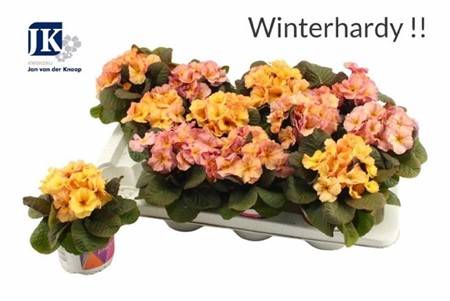 Primula acau. Obsidian Peach Ø12 H=15 1+ BLM