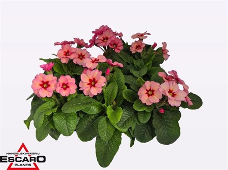 Primula elatior Sibel Apricot Ø12 H=20