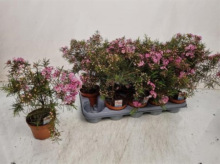 Waxflower uncinatum KLIPP KLIPP Ø12 H=30