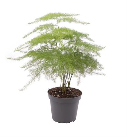ASPARAGUS PLUMOSUS Ø6