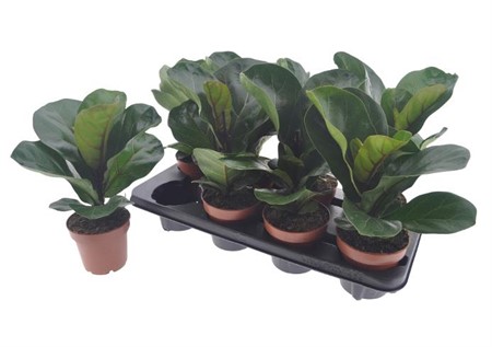 Ficus lyrata Bambino Ø12 H=25