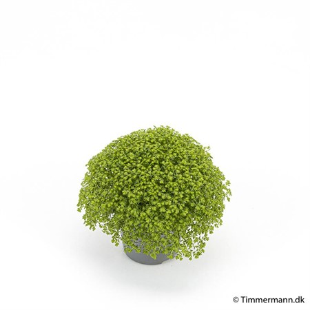 SELAGINELLA APODA 6Ø Ø6