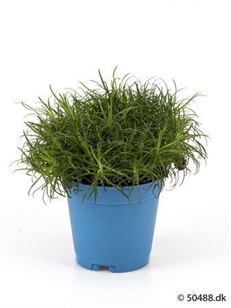 SAGINA PROCUMBENS 5,5Ø NATUR Ø5.5