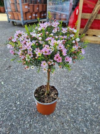 Waxflower Purple Fem Ø15 H=48 OP STAM