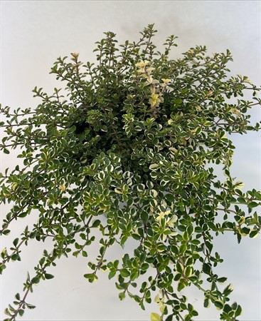 THYMUS FOXLAY 14