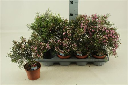 Waxflower uncinatum Ø12 H=30