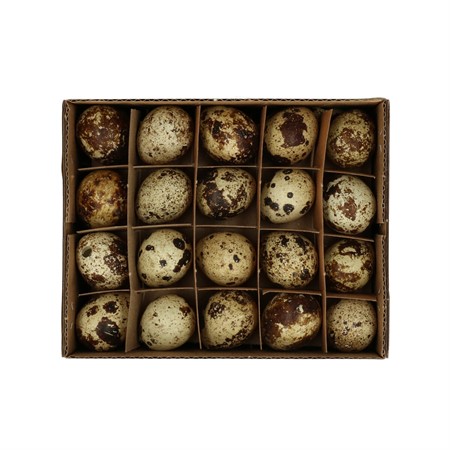 Egg quail d2*3cm x60 H=0