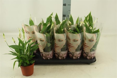 Spathiphyllum Korto Ø12 H=30 5+ BLM FANCYHOES