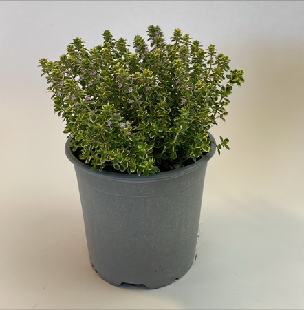 THYME AUREUS LEMON 14
