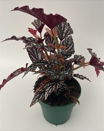 Begonia Spotlight Dark Arvidsson