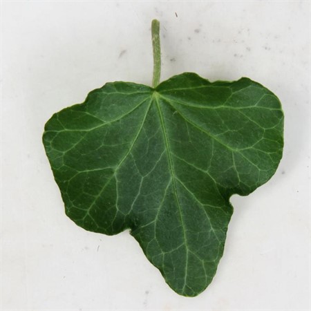 HEDERA WONDER 9Ø Ø9