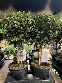 MYRTUS STAM 15Ø Ø15