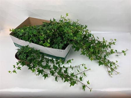 Hedera helix Elja Ø13 H=25