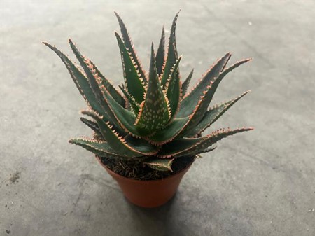 Aloe Ø12 H=16
