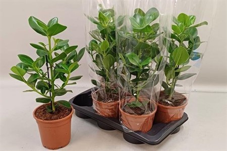 Clusia rosea Princess Ø17 H=55