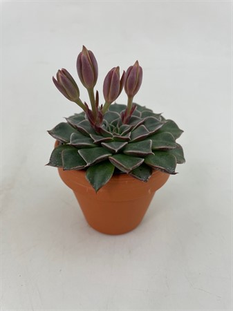 SEDUM MIX 12Ø Ø12