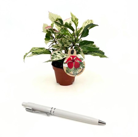 HIBISCUS VARIEGATA 6Ø Ø6