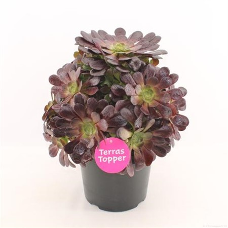 Aeonium arboreum Velours Ø29 H=50