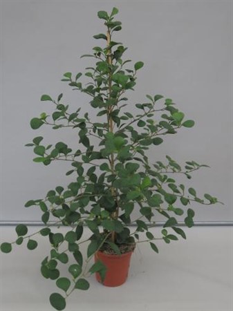 Ficus deltoidea (F.diversifolia) Ø17 H=75