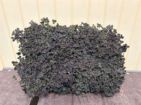 TRIFOLIUM DARK DEBBIE 12 CM Ø12