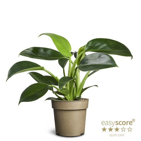 PHILODENDRON GREEN P. 11 CM KLIPP Ø11