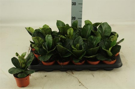 Ficus lyrata Bambino KLIPP Ø9 H=20