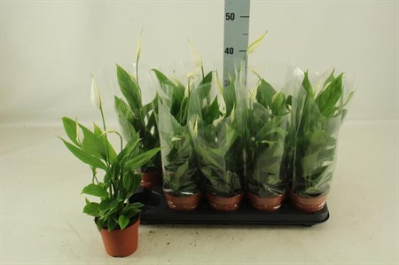 Spathiphyllum Alana KLIPP Ø12 H=45 2+ BLM