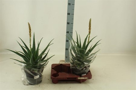Aloe arborescens Ø19 H=60 1+ BLM