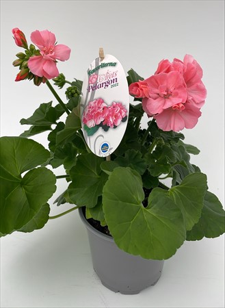 Pelargon Favoriter Caliope Soft Coral svenskodlad