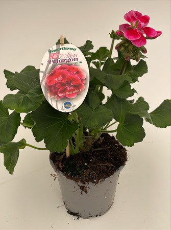 Pelargon Favoriter Tango Deep Rose With Eye svenskodlad