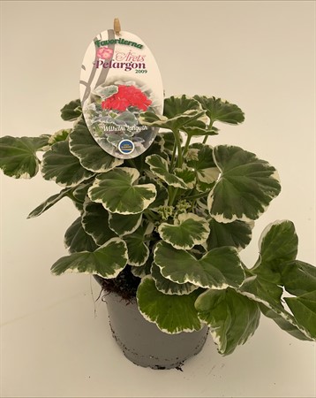 Pelargon Favoriter Wilhelm Languth svenskodlad