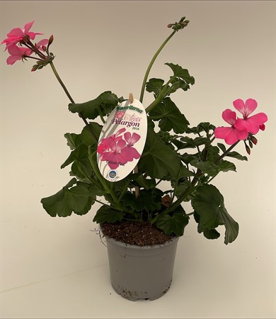 Pelargon Favoriter Calliente Pink svenskodlad