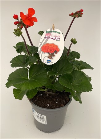 Pelargon Favoriter Guido svenskodlad