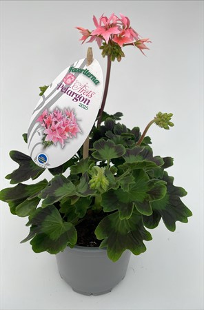 Pelargon Favoriter Summer Twist Rose svenskodlad