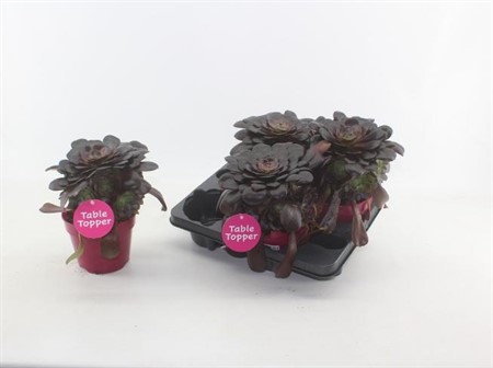 Aeonium arboreum Velours Ø15 H=25