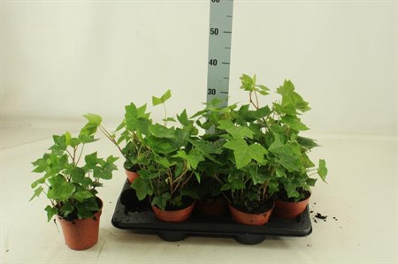 Hedera algeriensis Montgomery Ø13 H=30