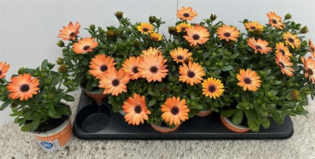 Osteospermum Orange Bright Ø10,5 H=20 ZWAAR VERT