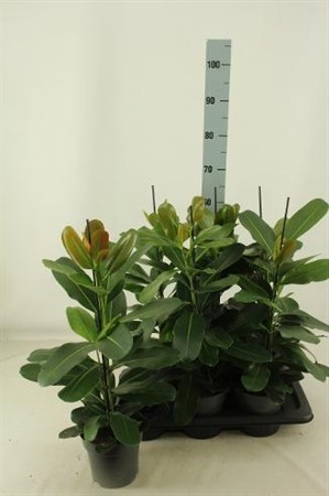 Ficus microcarpa Smile Ø17 H=066