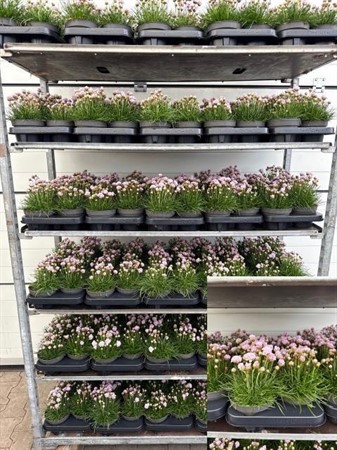 ARMERIA MARITIMA 13Ø Ø13